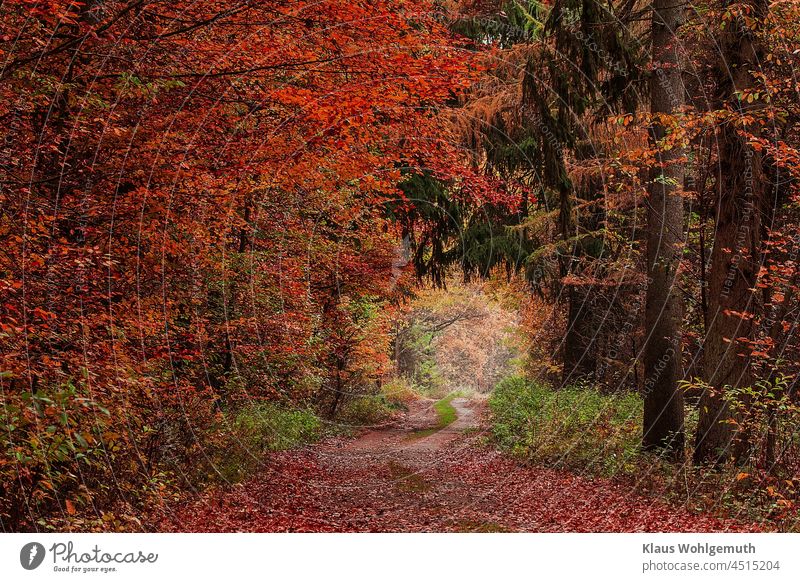 Waldweg mit buntem Laub im Herbst Laubwerk Herbstwald Weg Dunst Ruhe Fichte Buchenblätter Farbfoto farbenfroh Menschenleer Perspektive Einsamkeit entspannung
