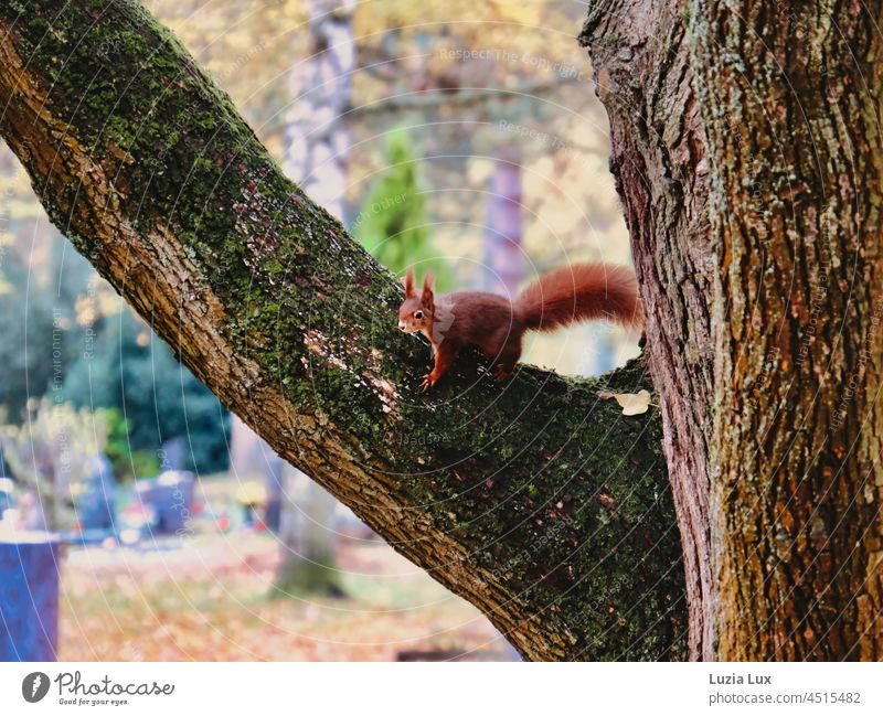 ein sehr lebendiges Eichhörnchen fluchtbereit mit Blick in die Kamera, dahinter ein herbstlicher Friedhof Herbst Herbstlaub Gräber Baum Ast Rinde Moos rotbraun