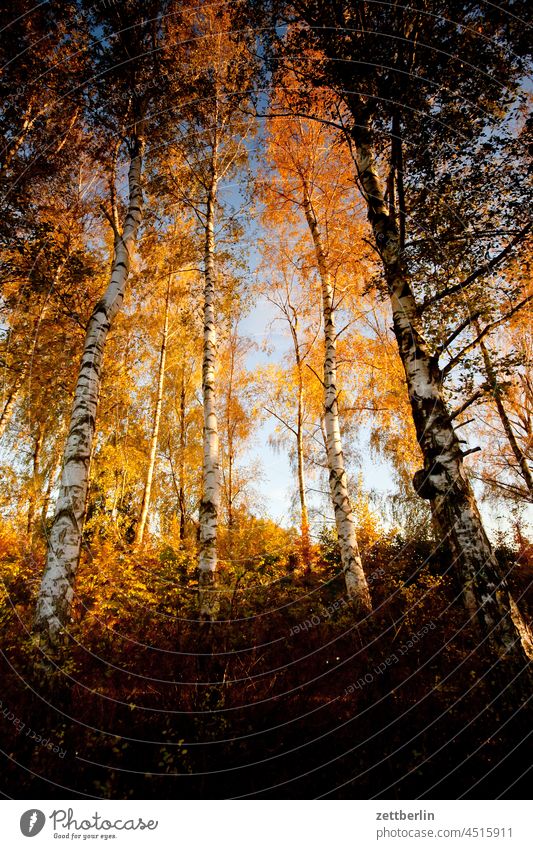 Birken im Herbst abend baum brandenburg dorf dunkel dämmerung himmel landschaft landwirtschaft linum ländlich natur naturschutz baumstamm blatt blätter