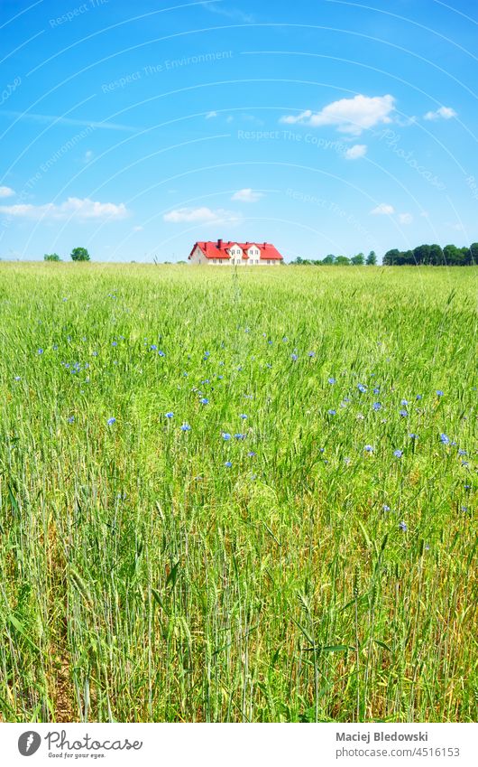 Getreidefeld mit Haus in der Ferne an einem sonnigen Sommertag. Ernte Feld Ackerbau Natur Bauernhof Landschaft Himmel ländlich grün blau Wiese