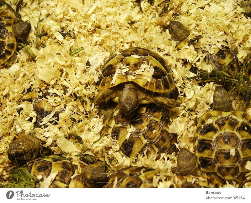 Schildkröten Haufen Sägemehl braun gelb kleine Schildkröten Detailaufnahme
