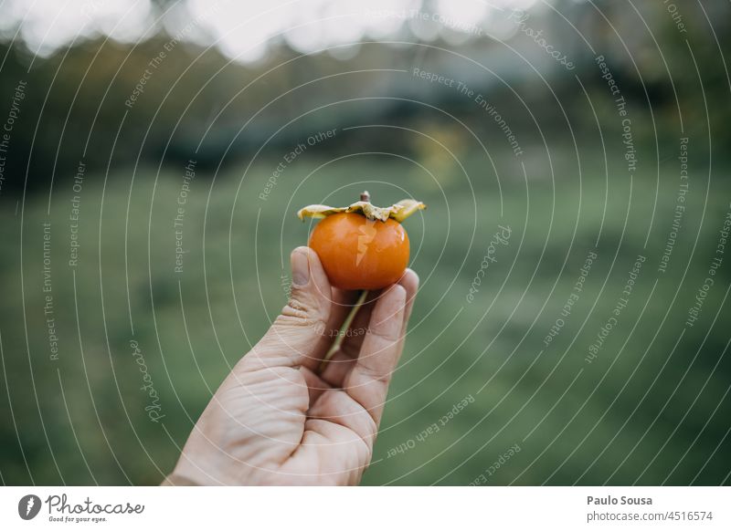 Nahaufnahme einer Hand, die eine Kakipflaume hält Persimone Persimonen Frucht Bioprodukte frisch Frische süß Gesundheit Vegetarische Ernährung lecker organisch