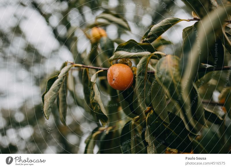 Kakipflaume am Baum Persimone Frucht frisch Frische Diät organisch süß reif Vegetarier natürlich Lebensmittel Gesundheit rot Natur Hintergrund saftig roh