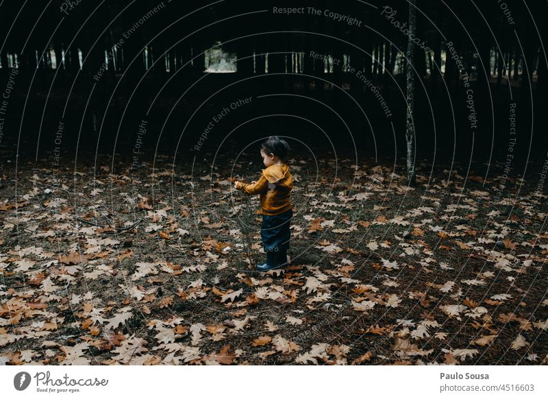 Kind pflückt Herbstblätter im Wald Kaukasier 1-3 Jahre echte Menschen Holz Wälder authentisch fallen Neugier Leben Fröhlichkeit niedlich Farbfoto Glück
