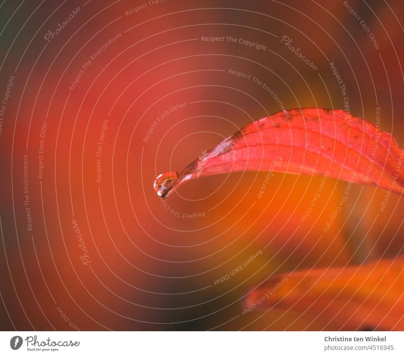 Leuchtend rotes Herbstblatt mit einem Wassertropfen an der Spitze. Der verschwommene Hintergrund ist überwiegend rot herbstblatt Blatt Herbstfärbung herbstlich