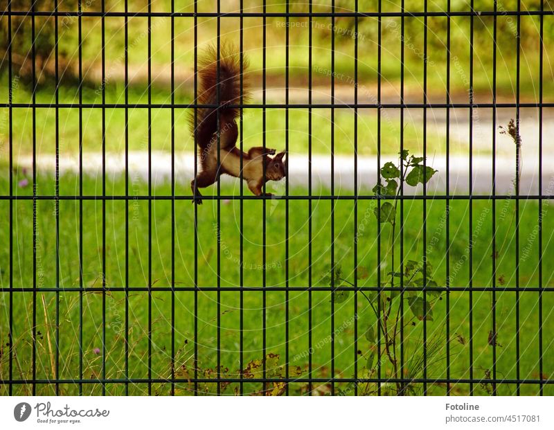 Exhibitionistisches Eichhörnchen hängt an einem Zaun. Es ist wohl sehr eindeutig, was es ist! Hihihi! Tier Natur niedlich Fell Wildtier Nagetiere braun