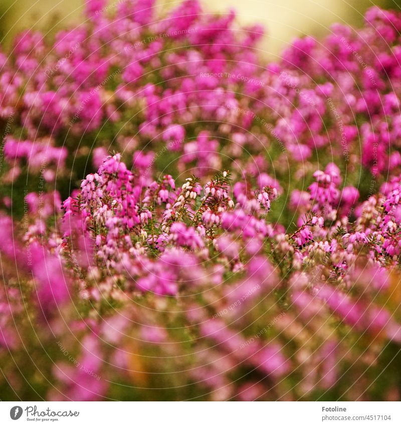 blühende Heide Natur Außenaufnahme Farbfoto Menschenleer Sommer Pflanze Heidekrautgewächse Wildpflanze Schwache Tiefenschärfe rosa Blühend Tag Blüte grün