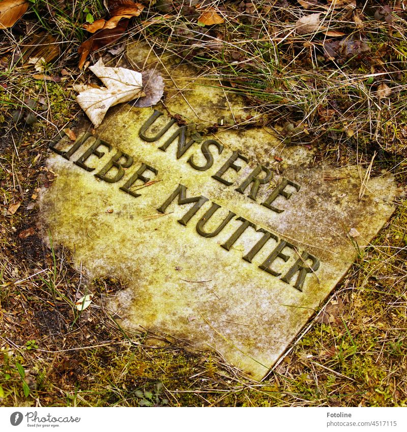 Lost Place - Alter Grabstein, der langsam von der Natur umzingelt wird. Grabplatte Friedhof Tod Trauer Vergänglichkeit Grabmal Außenaufnahme Traurigkeit