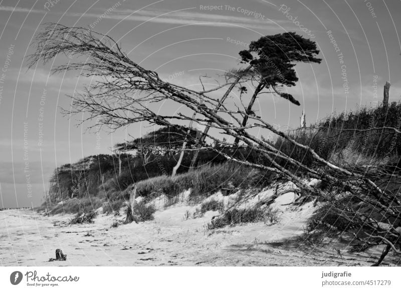Windflüchter am Darßer Weststrand Bäume Strand Küste Ostsee Fischland-Darß-Zingst Nationalpark Nationalpark Vorpommersche Boddenlandschaft Landschaft Meer Natur