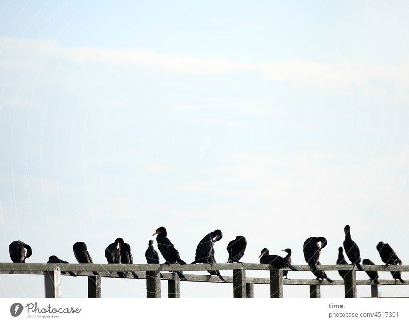 Mitgliederversammlung kormoran vogel sitzen schwarm gruppe rudel gemeinschaft society gang bande himmel steg holz pause ausruhen gefieder putzen fauna natur