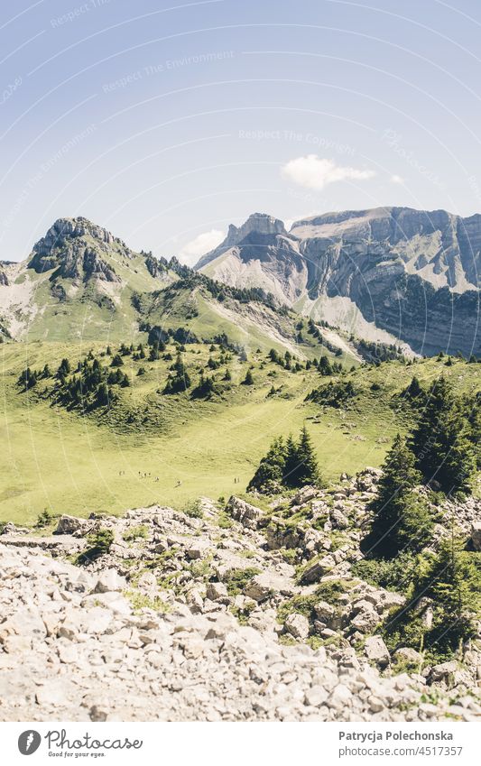 Grüne Sommeralpen in der Schweiz Alpen grün Gipfel schynige Platte Natur Landschaft