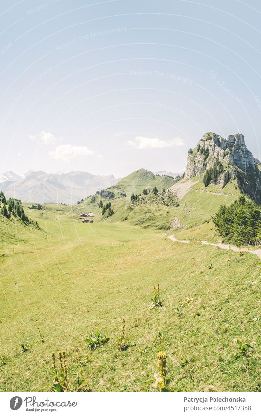 Schynige Platte Grünes Plateau in den Alpen in der Schweiz im Sommer grün schynige Platte Gipfel Natur Landschaft