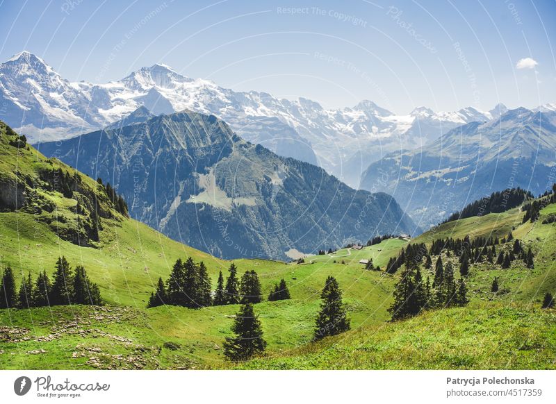 Sommerlandschaft mit grünen Feldern in den Alpen in der Schweiz Landschaft Wiese Natur Gipfel Berge