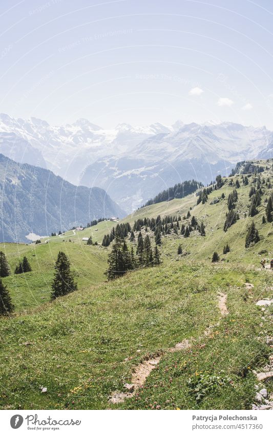 Grüne Felder in den Schweizer Alpen im Sommer auf dem Plateau der Schynige Platte Berge Berge u. Gebirge grün Landschaft schynige Platte Wiese
