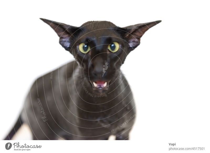 Schwarze orientalische lustige Katze schwarz vereinzelt niedlich Haustier Tier weiß Porträt heimisch Säugetier Katzenbaby katzenhaft jung Sitzen Kätzchen schön