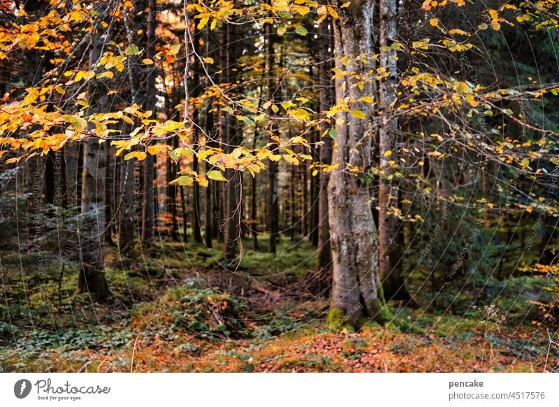 frohnatur Baum Laubbaum Herbst Herbstfarben Herbstblätter bunt orange Wald gelb Blätter herbstlich Vergänglichkeit Jahreszeiten Herbstlaub Herbststimmung