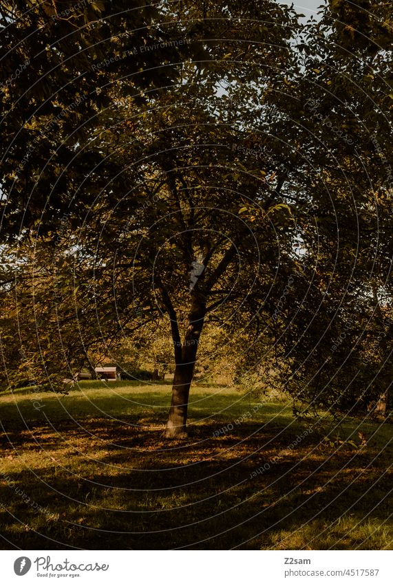 Baum im Herbst herbst baum park wiese blätter licht schatten sonne sonnenstrahlen garten natur landschaft nachhaltigkeit umwelt klima Sonnenlicht Außenaufnahme
