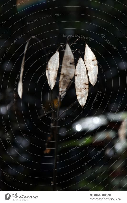 silberblätter im gegenlicht silberblatt ausdauerndes pflanze schoten scheidewand silbrig durchscheinend lunaria rediviva mehrjährig natürlich organisch botanik