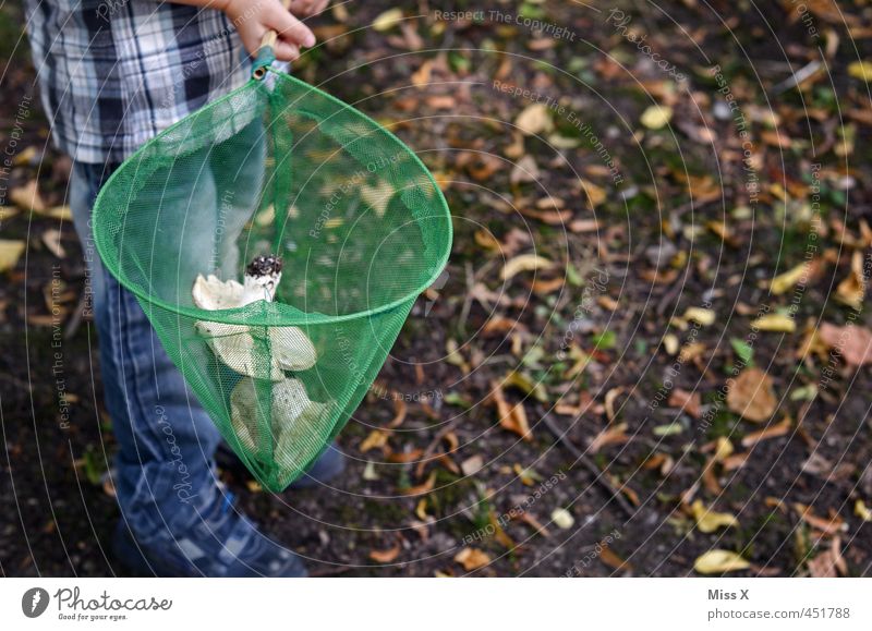 Pilzsammler Lebensmittel Ernährung Mensch Kind Junge 1 3-8 Jahre Kindheit 8-13 Jahre Herbst Wald lecker Sammlung Netz Pilzsucher Suche finden herbstlich