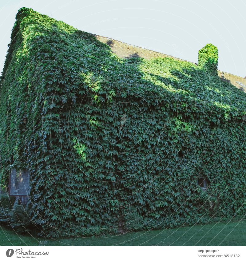 Grünfläche – mit Efeu begrüntes alte Hausgrün Grüntöne Efeublätter Efeublatt efeuranke wachsen bewachsen Natur Pflanze Wand Mauer Farbfoto Wachstum Ranke
