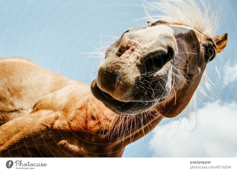 happy Horse – Pferd aus Froschperspektive Tier Tierporträt Tiergesicht Tierliebe tierwelt Tiergruppe Farbfoto Außenaufnahme Neugier Blick Nutztier Nahaufnahme