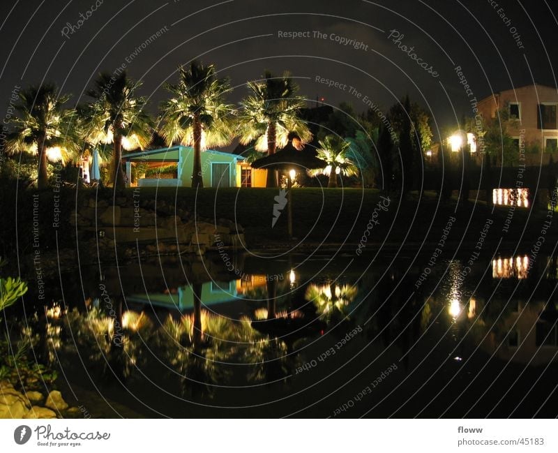 Beleuchtete Palmen Nacht Licht dunkel Haus Spiegelbild Architektur
