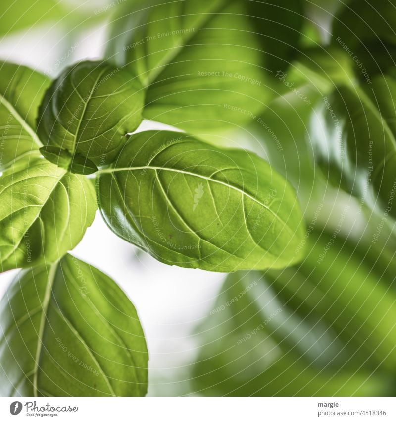 Blätter einer Basilikum Pflanze Basilikum im Topf grün Kräuter & Gewürze Ernährung Vegetarische Ernährung Bioprodukte Gemüse Gesunde Ernährung Kräutergarten