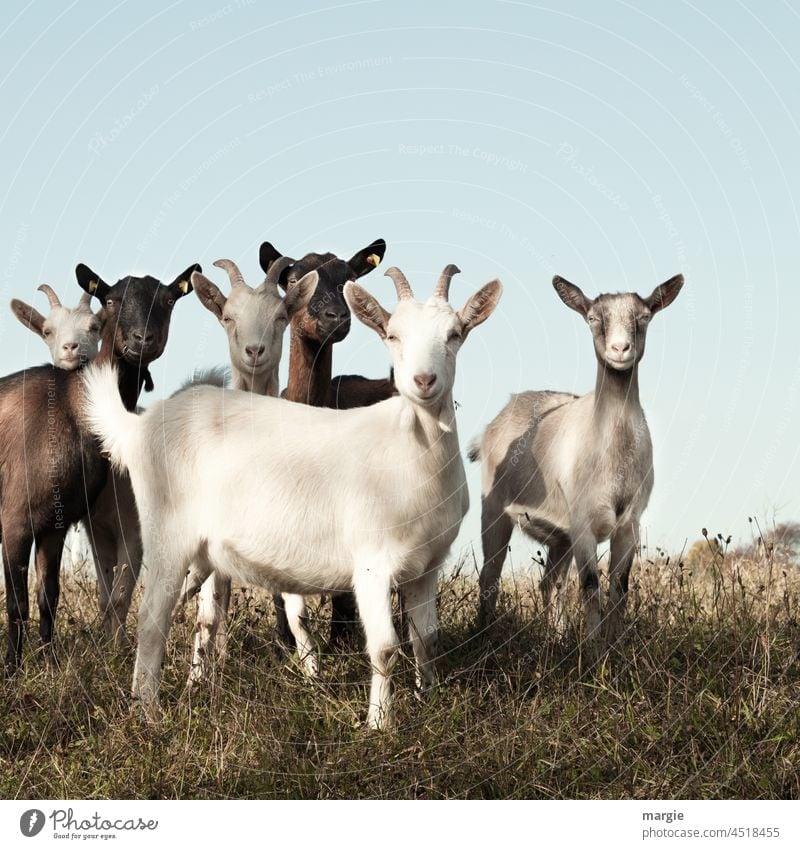Eine Gruppe Ziegen schaut aufmerksam zur Fotografin Nutztier Gras Weide Natur Menschenleer Haustier Tierporträt Wiese Herde Nutztiere Tiergruppe Idylle Blick