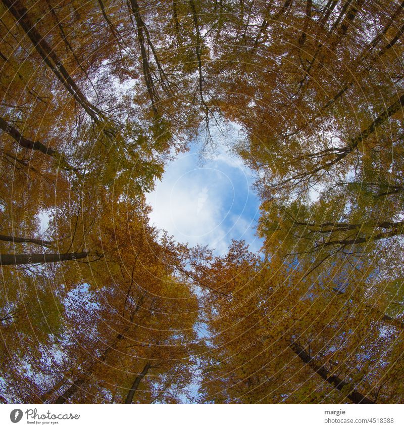 Im Herbstwald ein Wolkenloch Wald herbstlich Herbstfärbung Außenaufnahme blau Starke Tiefenschärfe Blick nach oben CO2-Ausstoß Klimawandel CO2-Emission co2