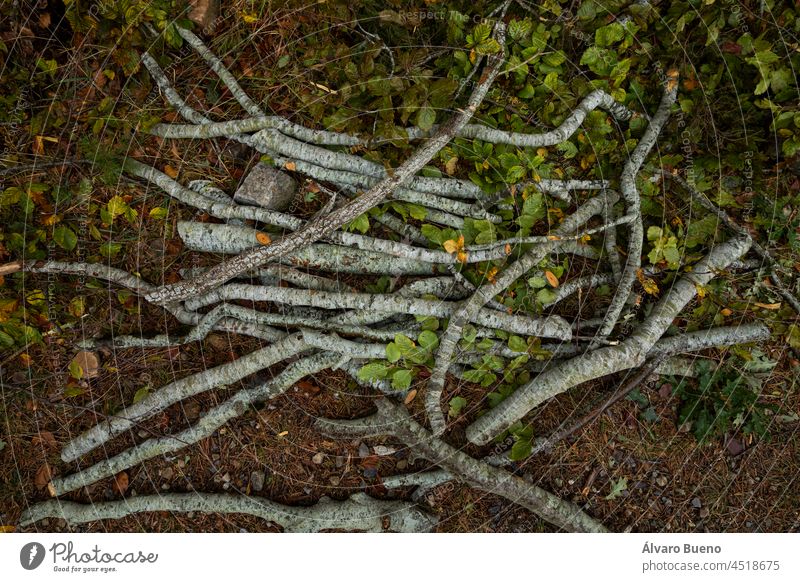 Mehrere zu Brennholz geschlagene Stämme im feuchten und herbstlichen Boden der Wälder des Naturparks Moncayo, Provinz Zaragoza, Aragonien, Spanien Rüssel