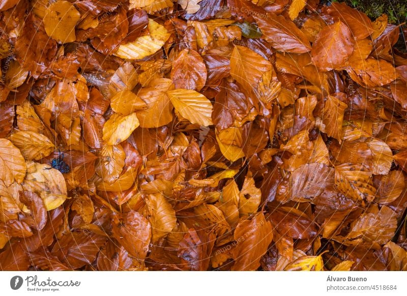 Textur der roten und orangefarbenen Herbstblätter auf dem Waldboden im Naturpark Moncayo, Provinz Zaragoza, Aragonien, Spanien Herbstfarben Herbstliche Texturen