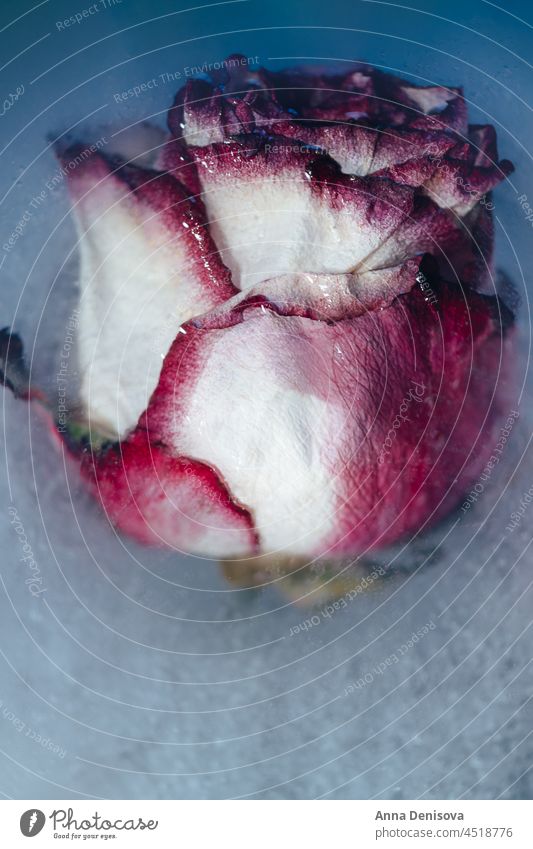 Gefrorene Rosen im Eis gefroren Roséwein Blume Eiswürfel Tablett Eiswürfel mit Blumen Eisblumen Blumen-Eis am Stiel essbar eingeschlossene Flora Kunst