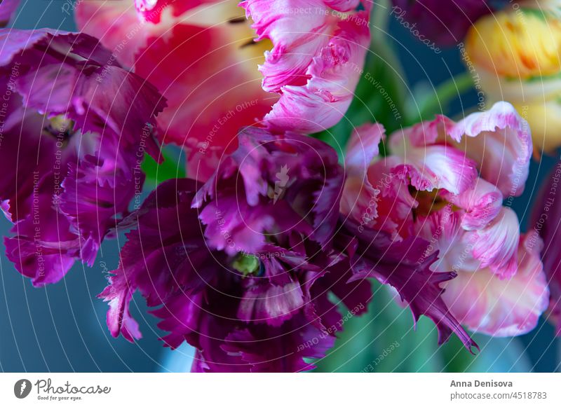 Strauß Papagei Stil Tulpen Blume Papageien-Tulpe Blumenstrauß Vase Blumenkollektionen Frühlingsblüte Haus heimwärts flach Raum Wohnzimmer Kaffeetisch frisch
