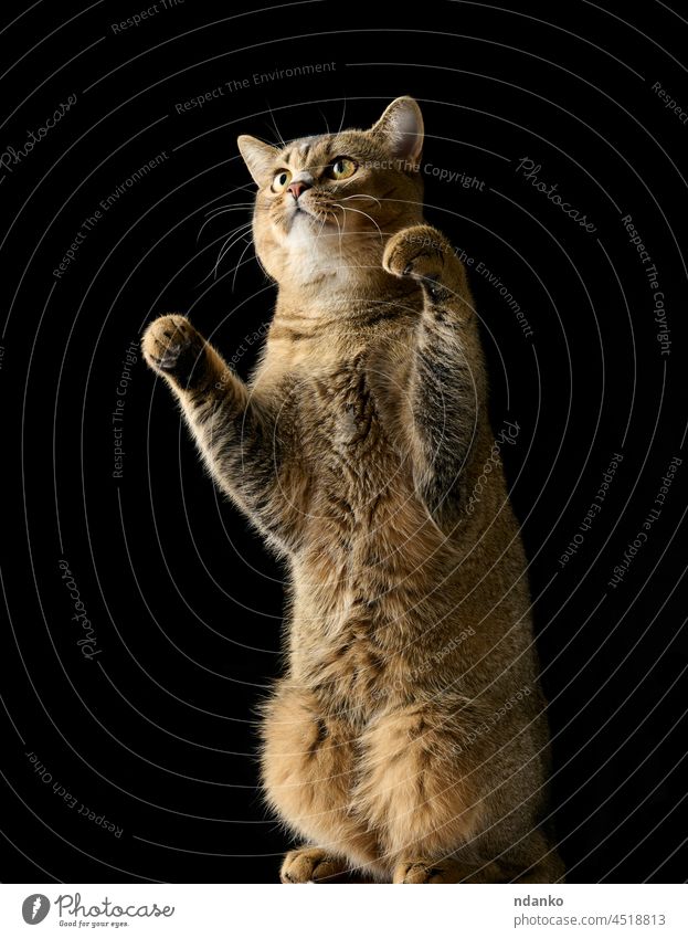eine erwachsene graue Katze Scottish straight chinchilla steht auf ihren Hinterbeinen. Schwarzer Hintergrund spielerisch bezaubernd Tier schön schwarz züchten