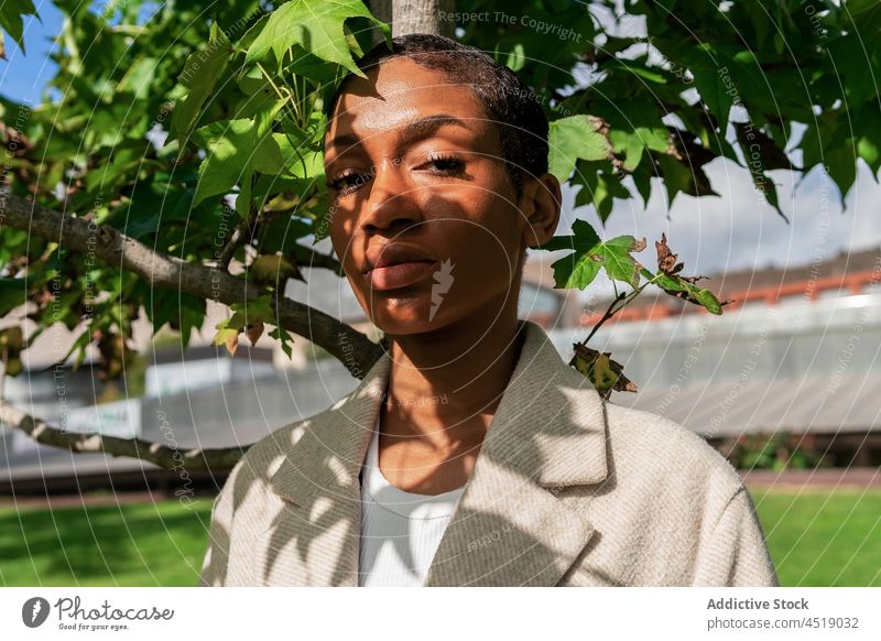 Attraktive schwarze Frau in der Nähe von Baumzweigen Pflanze Ast Laubwerk Straße Sonnenlicht Stil Blatt Flora Afroamerikaner Kurze Haare ernst üppig (Wuchs)