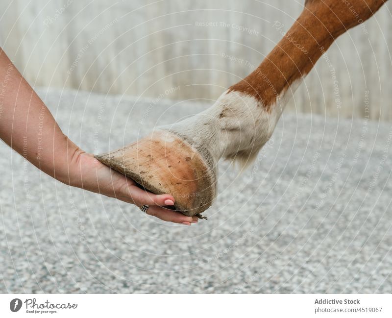 Landwirt berührt den Huf eines Kastanienpferdes Frau Reiter Pferd Hengst Viehbestand Sattelkammer Begleiter Dressur Reiterin Besitzer domestiziert braun