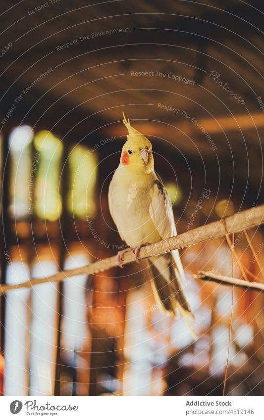 Haussittich Papagei sitzt auf einem Ast eines Baumes Vogel Nymphensittich Gefieder Ornithologie Fauna Bargeld Fleck gelb Kreatur Tier Zweig Schnabel hell