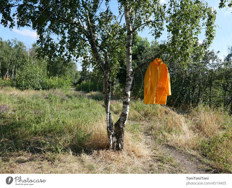 Gelber Regenmantel hängt in Birke gelb Natur Stillleben grüner Hintergrund