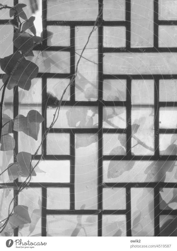 Musterfenster Glas Architektur Schwarzweißfoto Glasbausteine bizarre Formen Nahaufnahme Außenaufnahme Detailaufnahme Strukturen & Formen abstrakt trashig