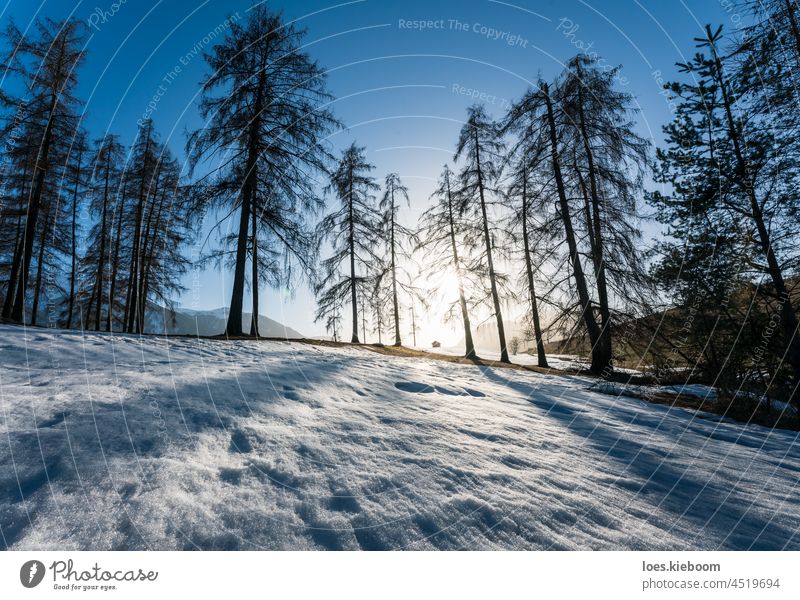 Alpine Winterlandschaft mit strahlender Sonne hinter Lärchenbäumen und Scheune, Mieming, Tirol, Österreich Baum Schnee Silhouette Natur sonnig verschneite