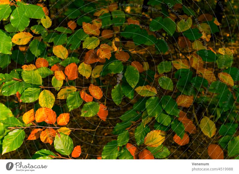 Herbst, Herbstfarben, die ersten Blätter im Wald verfärben sich bunt Baum Wälder Bäume Blatt Natur Farbe Saison Deutschland meteorologisch Laubfall