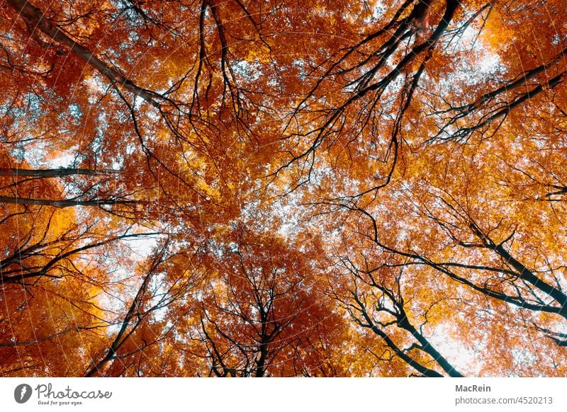 Baumkronen in der Herbstzeit baum baumkrone herbst herbstlaub baumwipfel rostrot natur ast äste himmel
