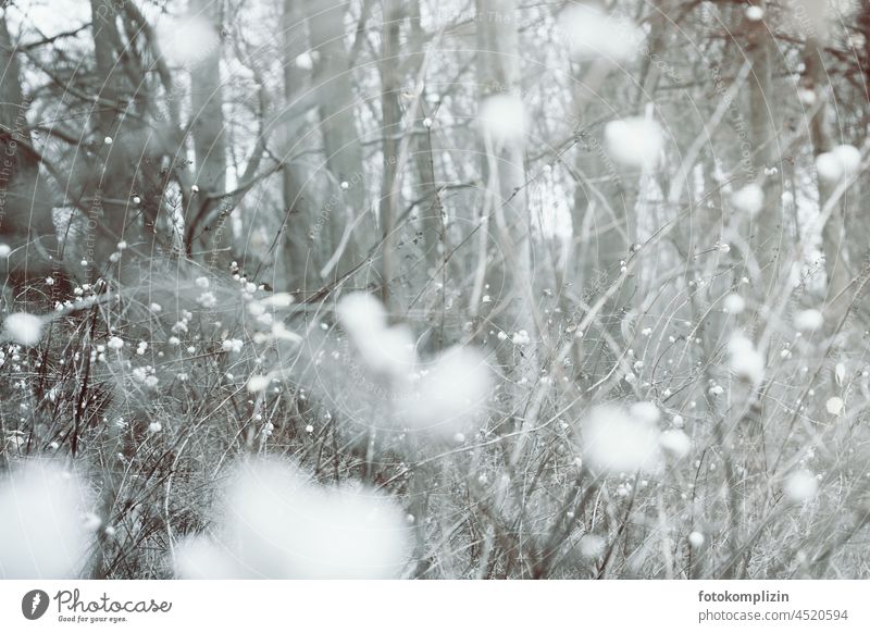 Knallerbsen im grau-weißes Gehölz im Winter kahl Büsche Wald Schneebeere Winterstimmung kalt Frost Hain Stimmungsbild stimmungsvoll zugewachsen dicht Zweige