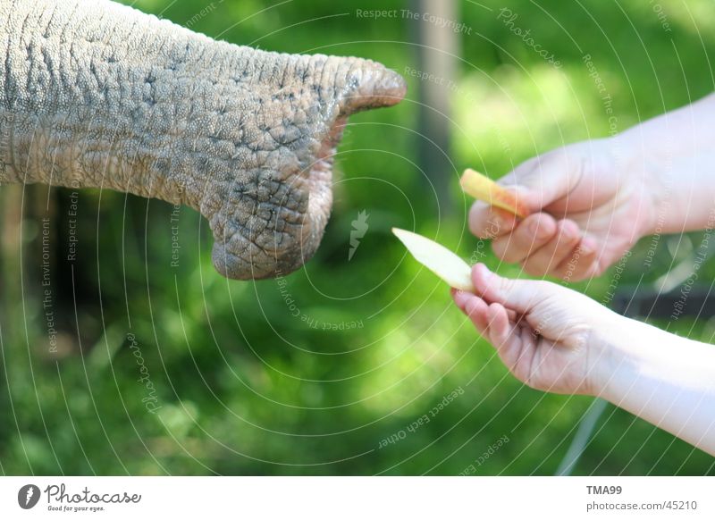 "Riesen" - ham Elefant Rüssel Hand Zoo grün Tierpark Hagenbeck Ernährung Apfel