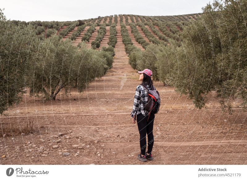 Anonyme Frau mit Rucksack in der Nähe von grünen Olivenbäumen oliv Baum Hain Schonung Landschaft Ackerland Feld Backpacker Pflanze Sommer Verschlussdeckel Dame