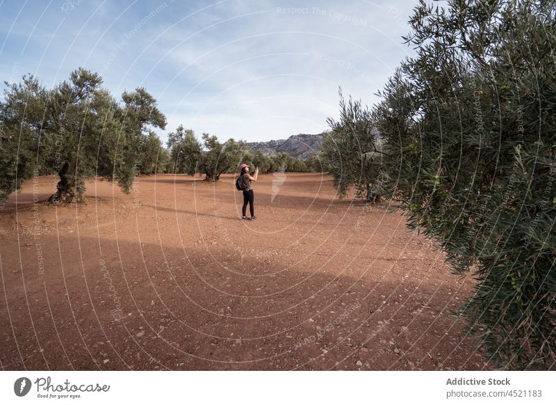 Asiatische Frau, die auf einem Weg im Olivenhain auf ihrem Smartphone surft Browsen online oliv Baum Hain Schonung kultivieren Fußweg Ackerland Apparatur Mobile