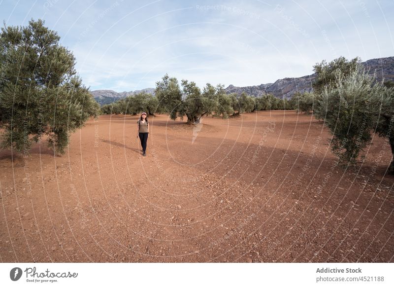 Asiatische Frau in der Nähe von Olivenbäumen oliv Baum Hain Schonung Landschaft Ackerland kultivieren Ackerbau Feld Sommer grün Verschlussdeckel digital Pflanze