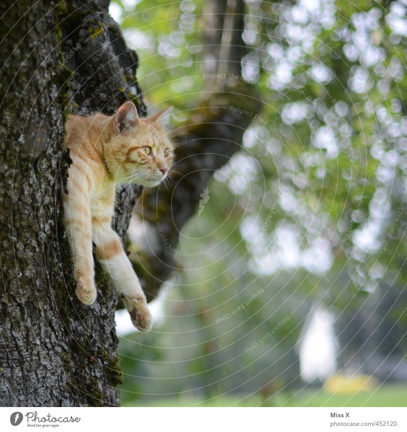 Abhängen Wohlgefühl Zufriedenheit Erholung ruhig Meditation Baum Garten Tier Haustier Katze 1 liegen lustig Stimmung friedlich Astgabel Baumstamm Aussicht