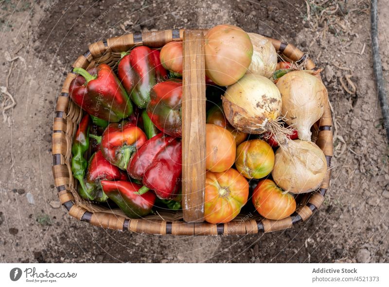 Reifes Gemüse im Weidenkorb Paprika Zwiebel Tomate Korb Garten Ernte Landschaft Ackerbau kultivieren ländlich reif organisch frisch Saison Lebensmittel