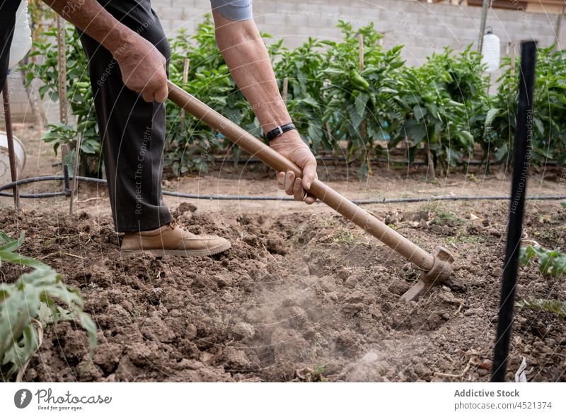 Mann lockert den Boden mit Hacke Landwirt lockern älter Werkzeug Garten Instrument Ackerbau Landschaft kultivieren Gartenbau Pflege ländlich organisch Saison